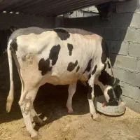 گاو شیری باگوساله ولیبه