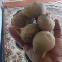 سیب زمینی
