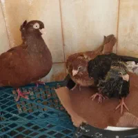 ماده صرب
