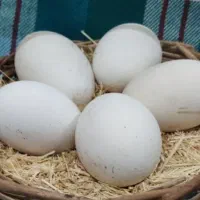تخم اردک اسرائیلی