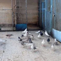 ۶۰عدد کفتر پرشی به ضمانت.