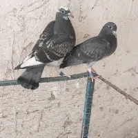 جوجه آلمانی