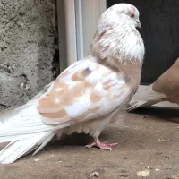 کبوتر کفتر