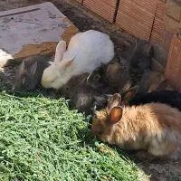 خرگوش پشمالو