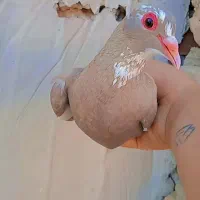 کبوتر ماده پلنگ عتیقه