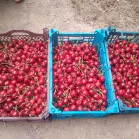 گیلاس