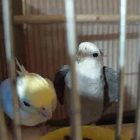 عروس هلندی مولد