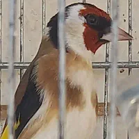 سهره سرسیاه معاوضه