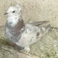 کفتر نر و ماده شازده و زاغ و جهنمی