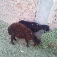 دو عدد بره