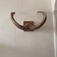 شاخ قوچ کهن‌سال تزیینی عتیقه