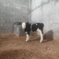 گاو گوساله