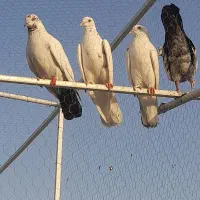 کبوتر