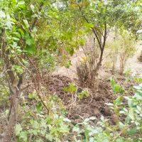 درخت میوه|گل و گیاه طبیعی|آبادان, |دیوار