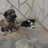 پاکوتا با هفت تا بچه‌هاش
