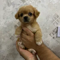 سگ مالتیپو ۲ ماهه ماده