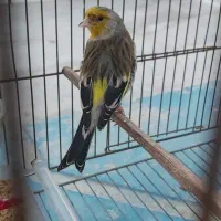 سهره قناری استاد جوجه ساز