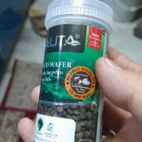 هذای لجنخوار گربه پلکو