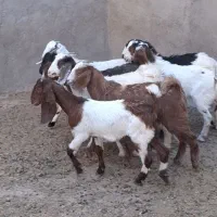 ۷راس بزغاله دورگ خشکل نژاد دار. موقعیت بردسکن
