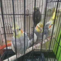 عروس هلندی