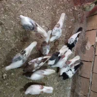 کبوتر|پرنده|زاغه, |دیوار