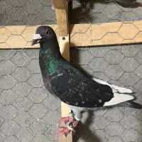 کبوتر سار،سینه،شاپر سفید