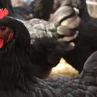 نژاد بلک استار تخم گذاری بالا