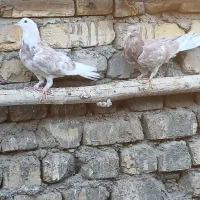 کبوتر کفتر کاشونی ( کاشانی )