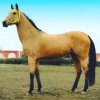 پانسون اسب