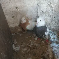 ۲ جفت طوقی یک عدد شصتی سیاه