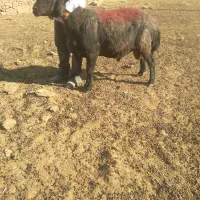قوچ هترو