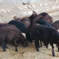 بره پرواری