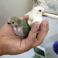 فروش طوطی/سرلاکی/دستی/کوتوله/گرینچیک