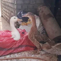 دو عدد اردک تخم گذار ناز با کف قیمت