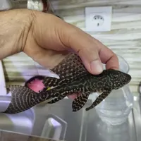 کت فیش البینو و اسپرت