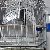 سهره|پرنده|بندرعباس, |دیوار