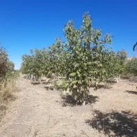 باغ گردو وبادام