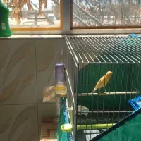 قناری نر کشیده