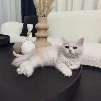 گربه شیطون بازی گوش
