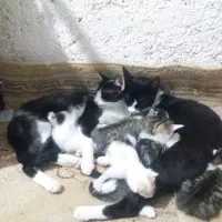 سرپرستی توله گربه و مادرشون