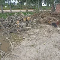 خرید انواع درخت باغی توت انجیر اکالیپتوس