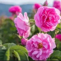گل محمدی|خوردنی و آشامیدنی|کوهسرخ, |دیوار