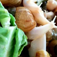 حلزون آلبینو