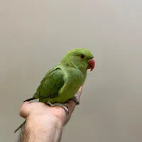 طوطی ملنگو
