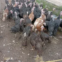 بوقلمون نر و ماده جوان