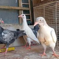 جوجه کبوتر