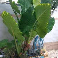 فروش گل باباادم