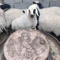 بره