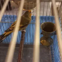 سهره قناری سرخ