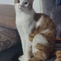 واگذاری توافقی گربه